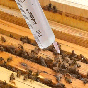 مبارزه با بیماری ها، تغذیه ی زنبور و فشرده سازی