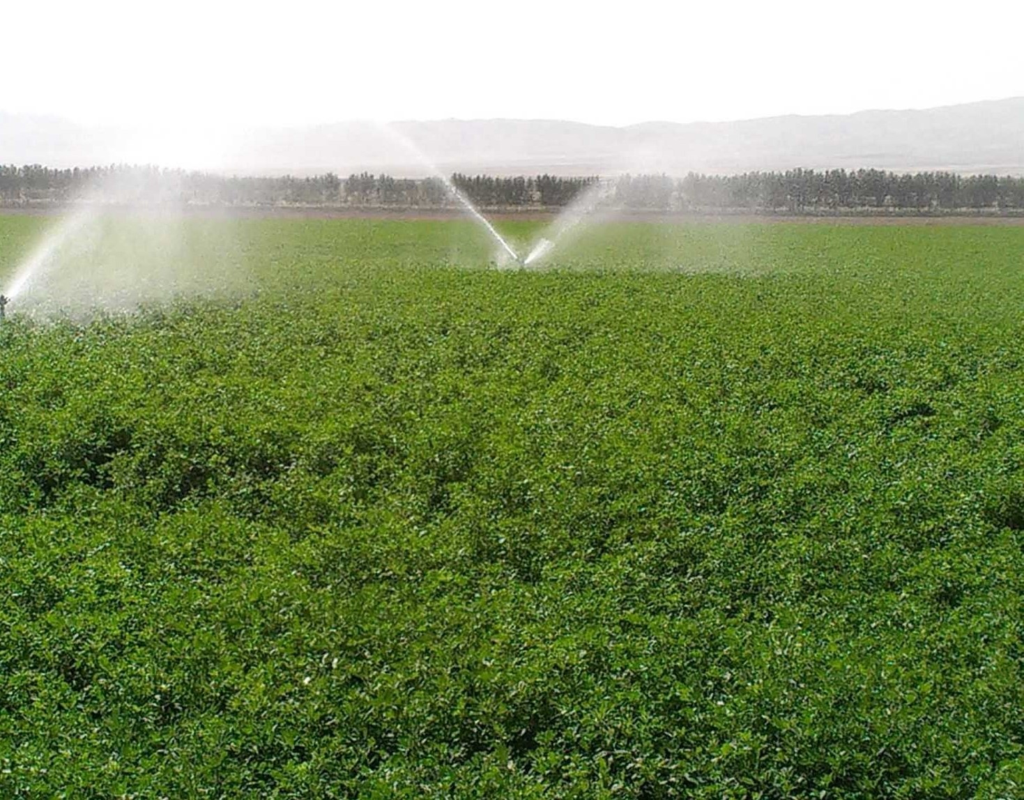 دشت مختاران